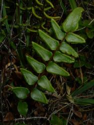 Pellaea calidirupium. Adaxial surface of fertile frond with triangular pinnae.
 Image: L.R. Perrie © Leon Perrie CC BY-NC 3.0 NZ